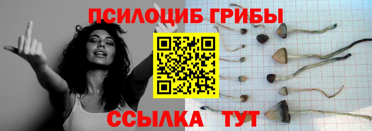 Галлюциногенные грибы Psilocybe Комсомольск-на-Амуре